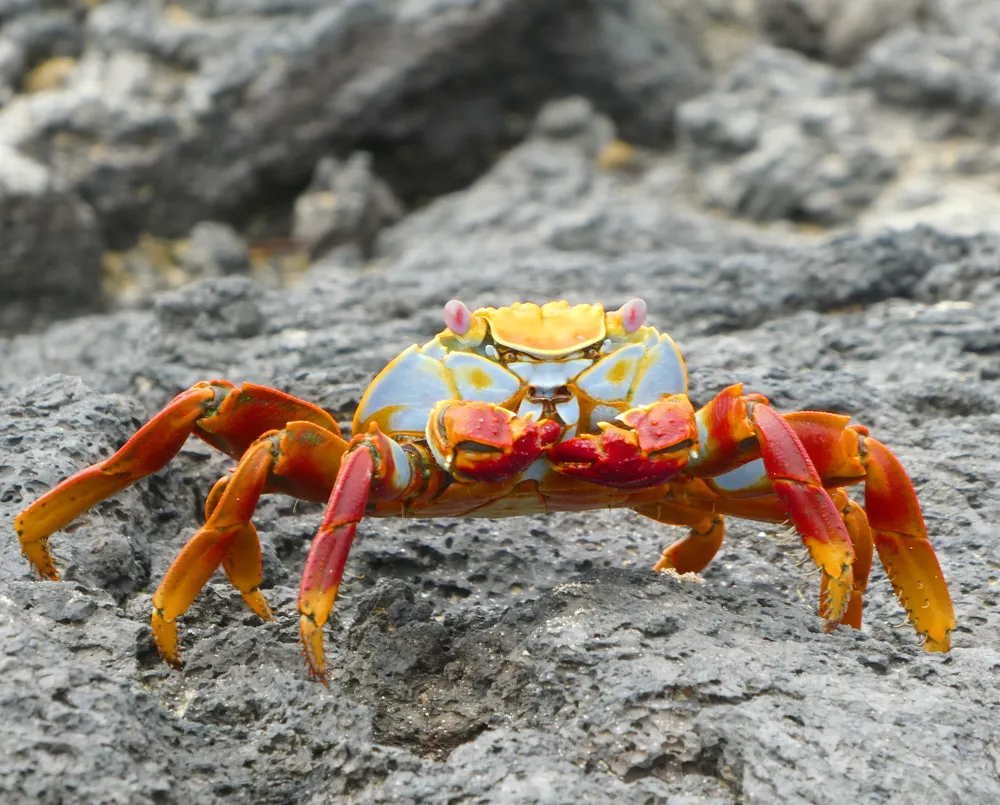 Galápagos Islands