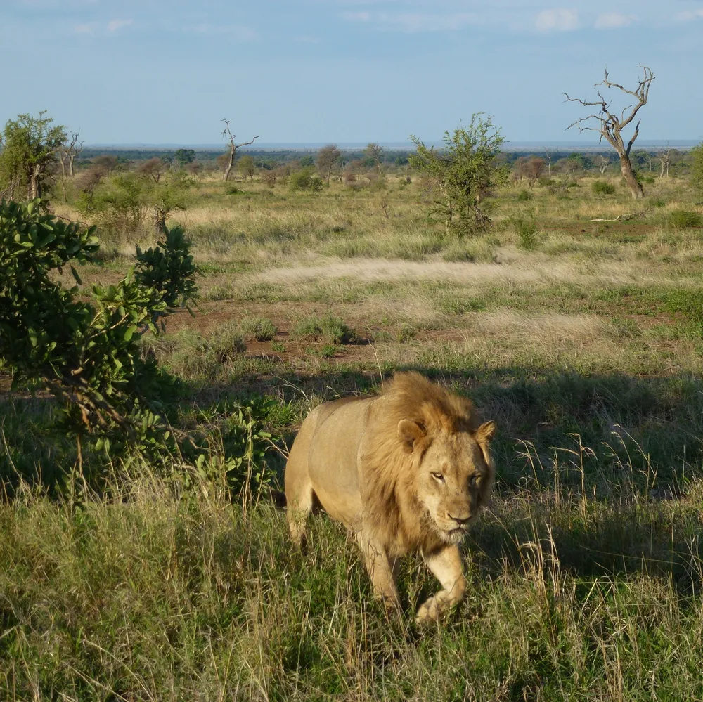 South Africa